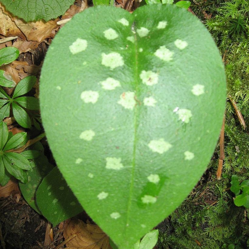 Pulmonaria officinalis - Lungwort (Foliage)