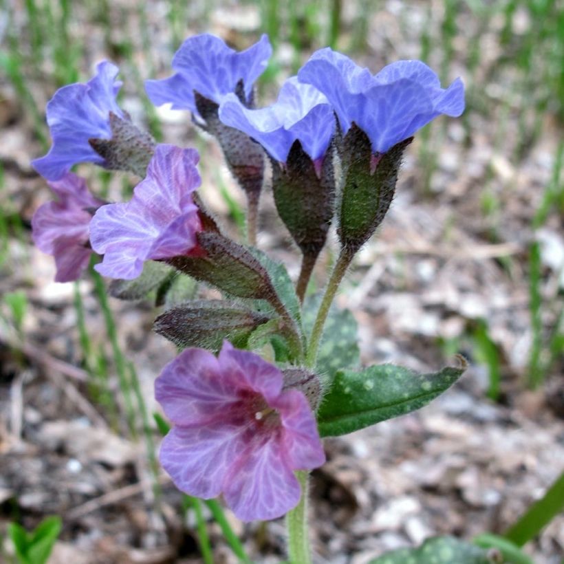Pulmonaria officinalis - Lungwort (Flowering)