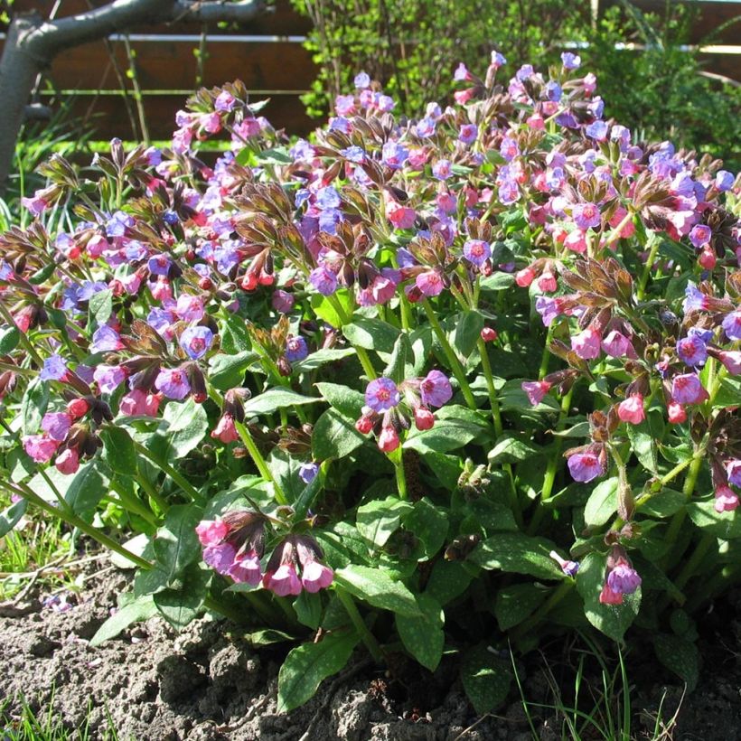 Pulmonaria officinalis - Lungwort (Plant habit)