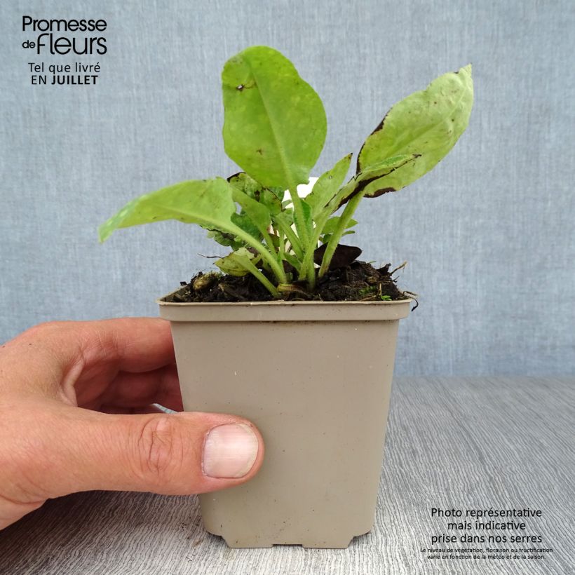 Pulmonaria officinalis - Lungwort 8/9 cm pot sample as delivered in summer