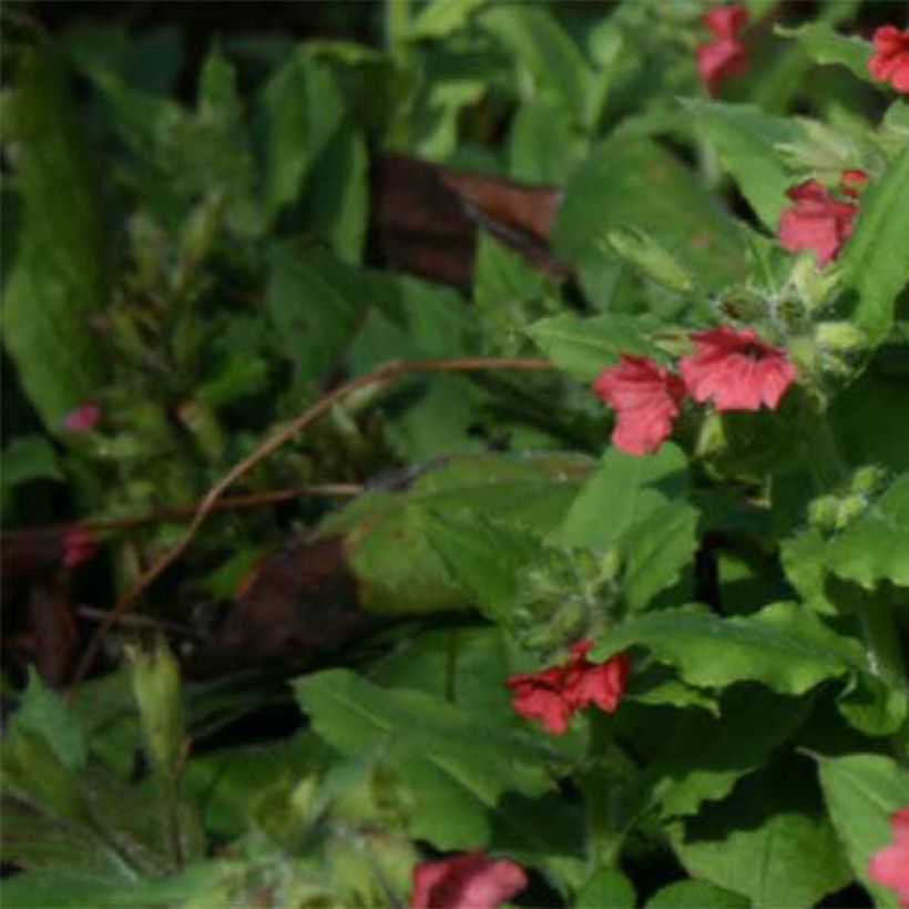 Pulmonaria rubra - Lungwort (Foliage)