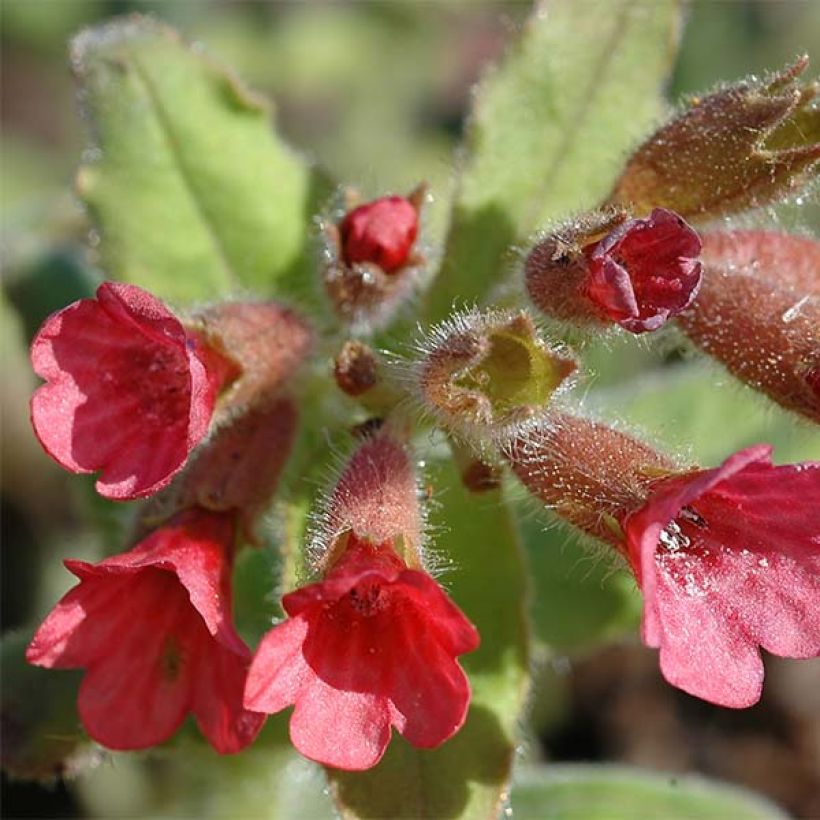 Pulmonaria rubra - Lungwort (Flowering)
