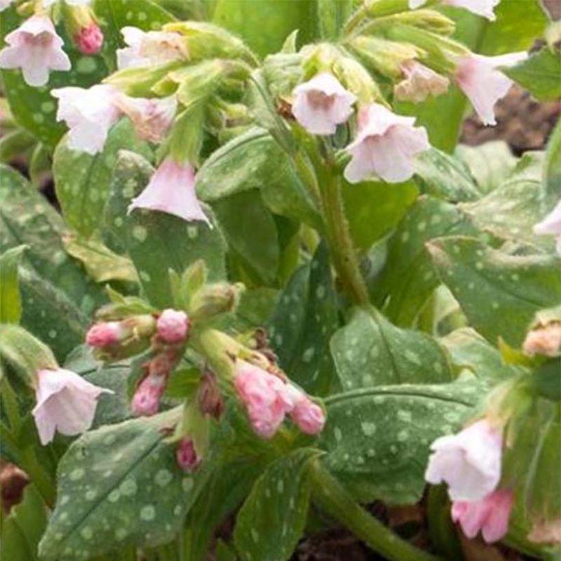 Pulmonaria saccharata Pierres Pure Pink - Lungwort (Flowering)
