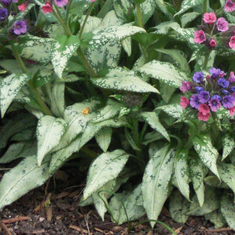 Pulmonaria saccharata Silver Bouquet - Lungwort (Foliage)