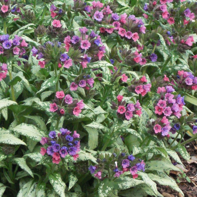 Pulmonaria saccharata Silver Bouquet - Lungwort (Flowering)