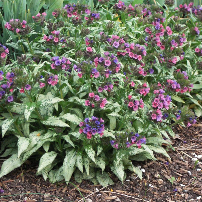 Pulmonaria saccharata Silver Bouquet - Lungwort (Plant habit)