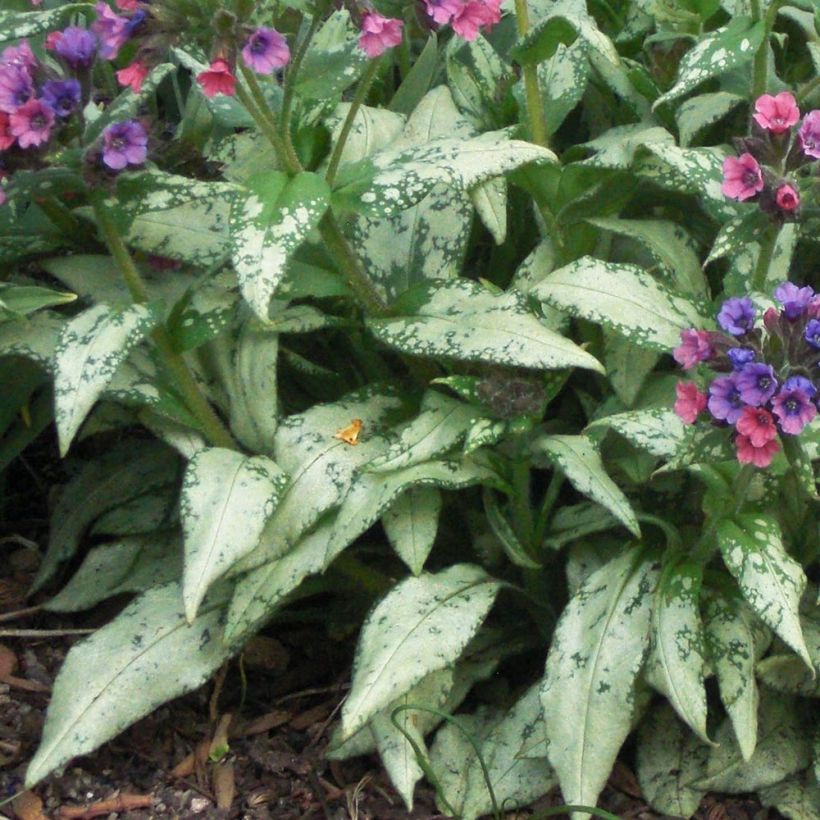 Pulmonaria saccharata Silverado - Lungwort (Foliage)