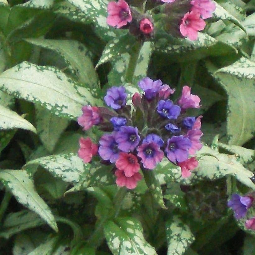 Pulmonaria saccharata Silverado - Lungwort (Flowering)
