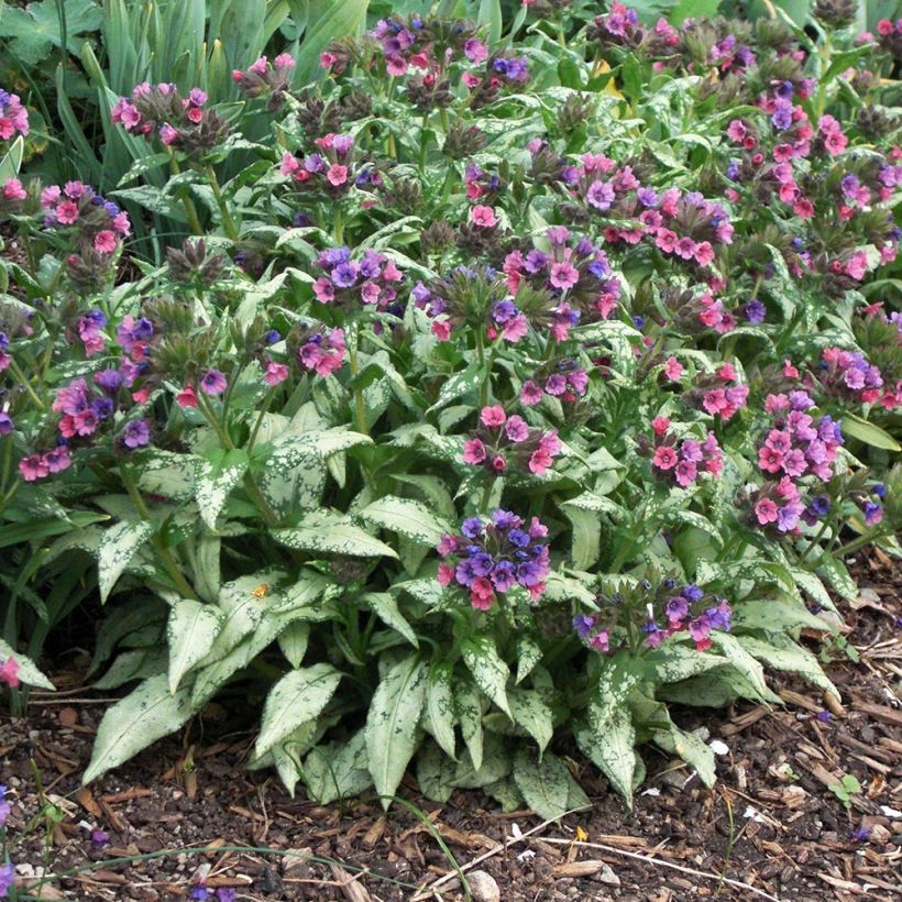 Pulmonaria saccharata Silverado - Lungwort (Plant habit)