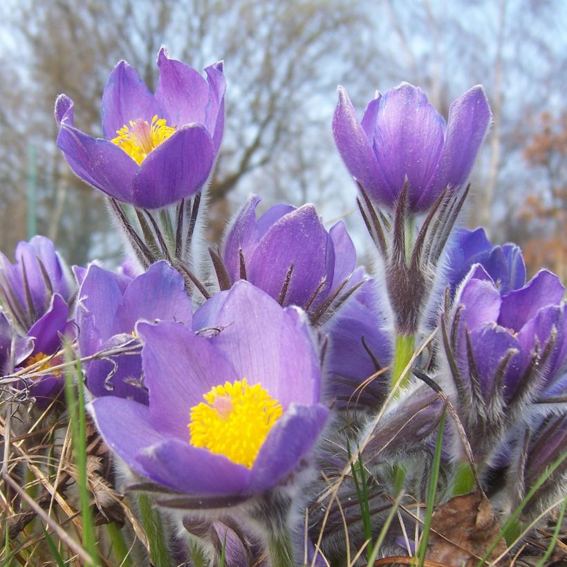 Pulsatilla patens  (Flowering)