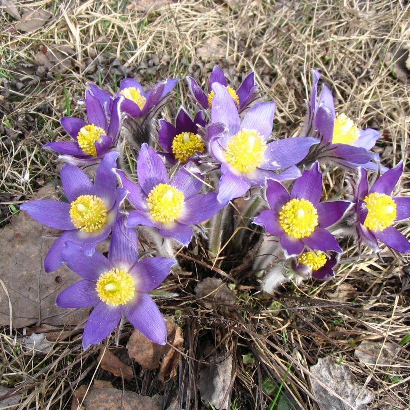 Pulsatilla patens  (Plant habit)