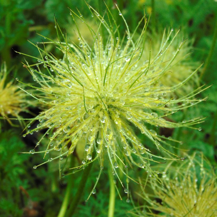 Pulsatilla vulgaris Alba - Pasqueflower (Harvest)