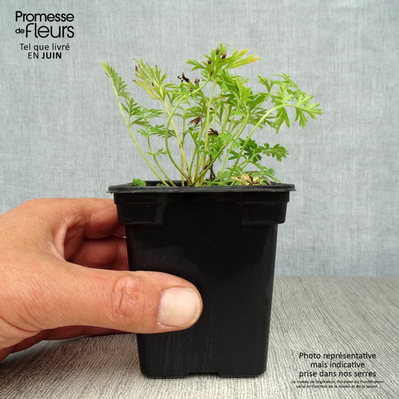 Pulsatilla vulgaris Alba - Pasqueflower 7/8 cm pot sample as delivered in summer