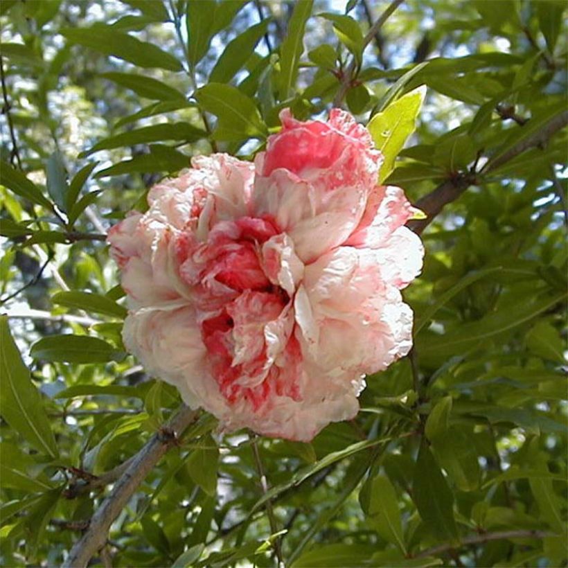 Punica granatum California Sunset - Pomegranate (Flowering)