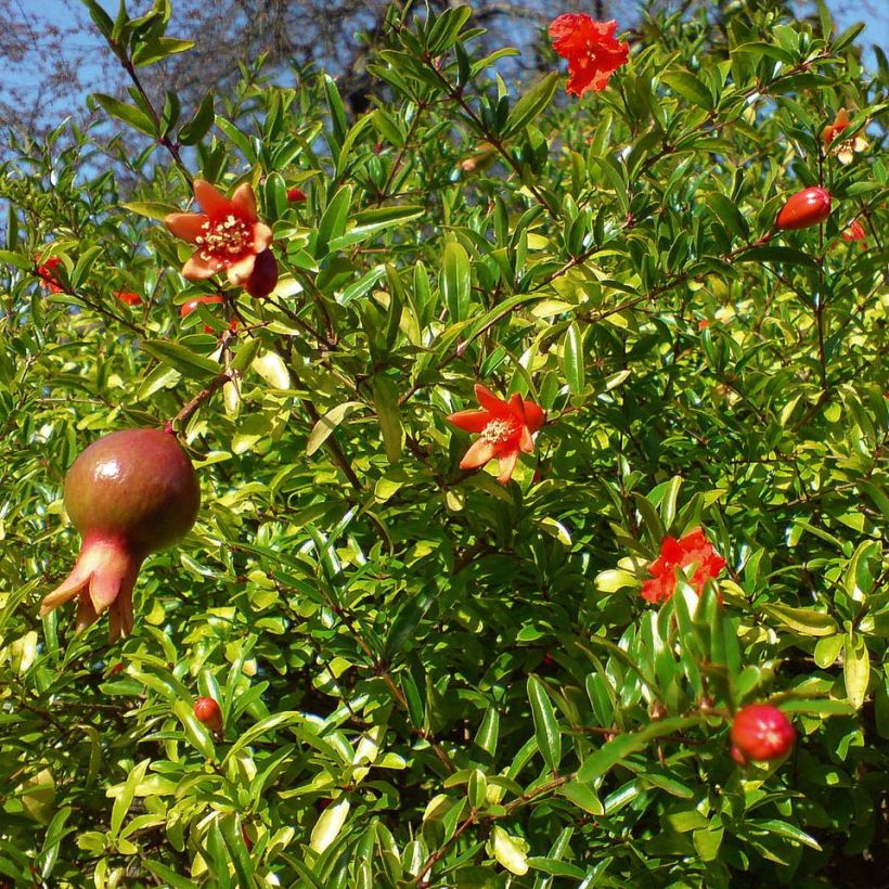 Punica granatum var. nana - Pomegranate (Foliage)