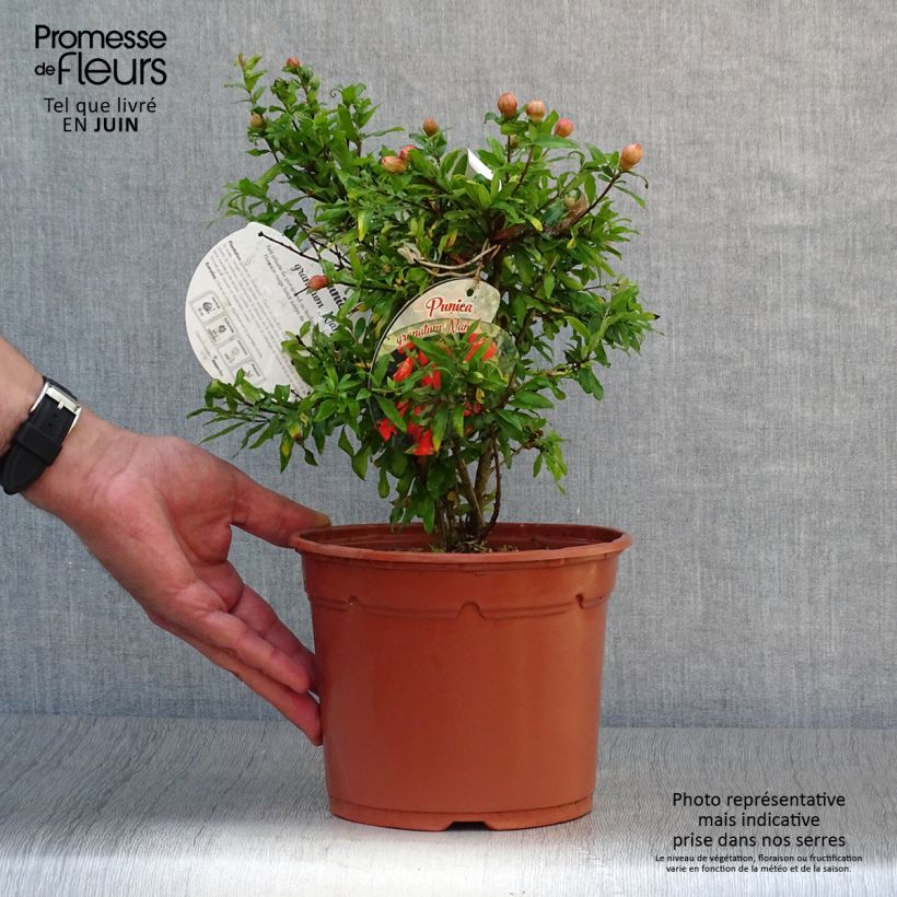 Punica granatum var. nana - Pomegranate 2L/3L pot sample as delivered in summer