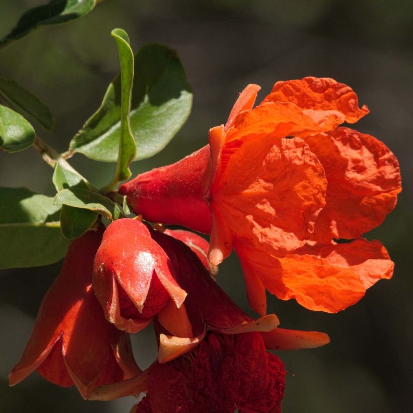 Punica granatum Wonderful - Pomegranate (Flowering)