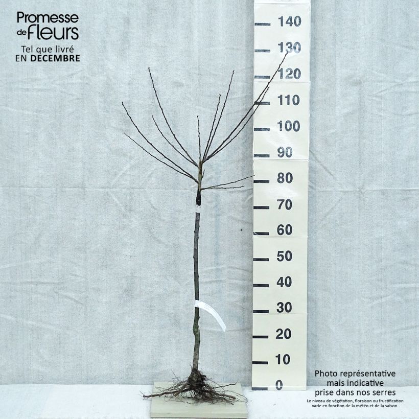 Prunus domestica Reine Claude Dorée - Common plum Bare root, Goblet sample as delivered in winter