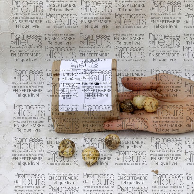 Example of Puschkinia scilloides Libanotica Bulb size 6+ specimen as delivered