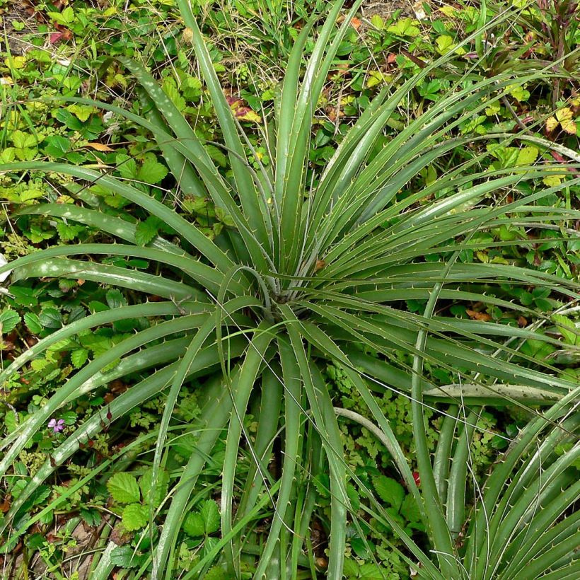 Puya alpestris (Foliage)