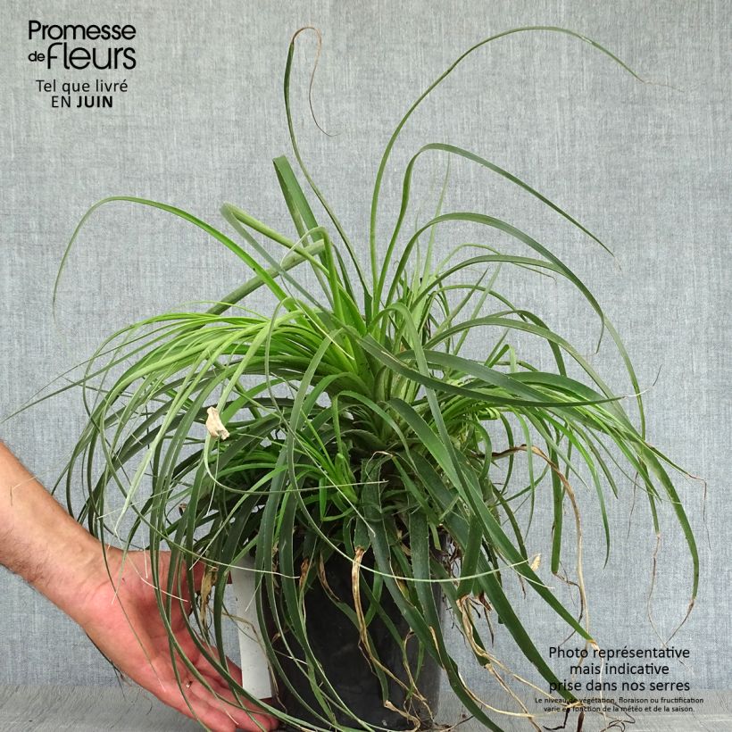 Puya alpestris 2L/3L pot sample as delivered in summer