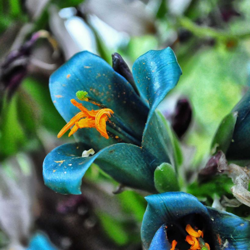 Puya berteroniana (Flowering)
