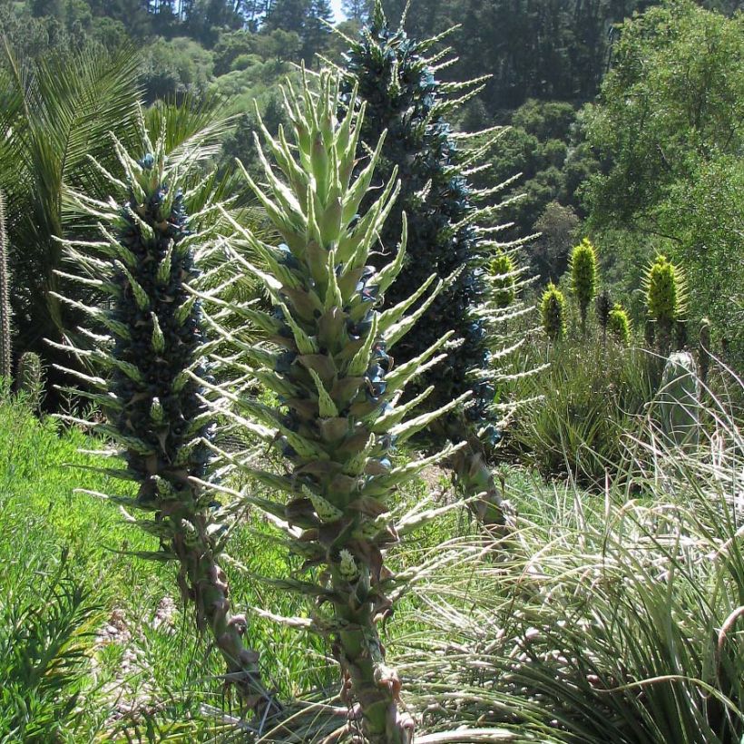 Puya berteroniana (Plant habit)