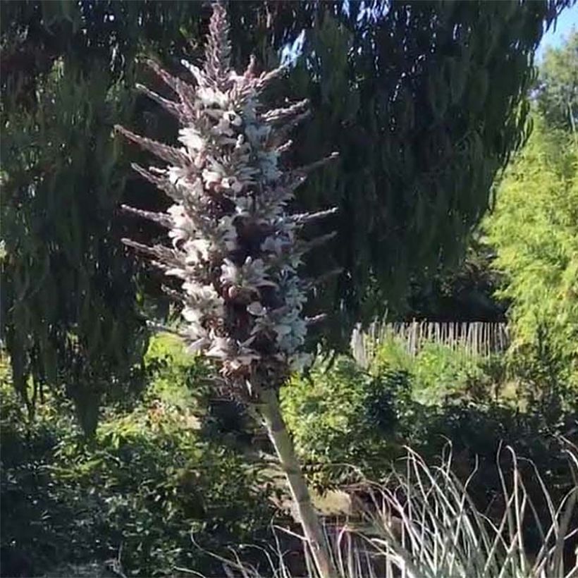 Puya castellanosii (Flowering)