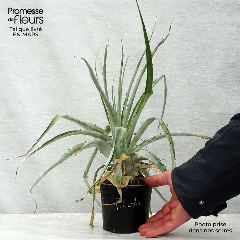Puya castellanosii  Pot de 12 cm / 13 cm sample as delivered in spring