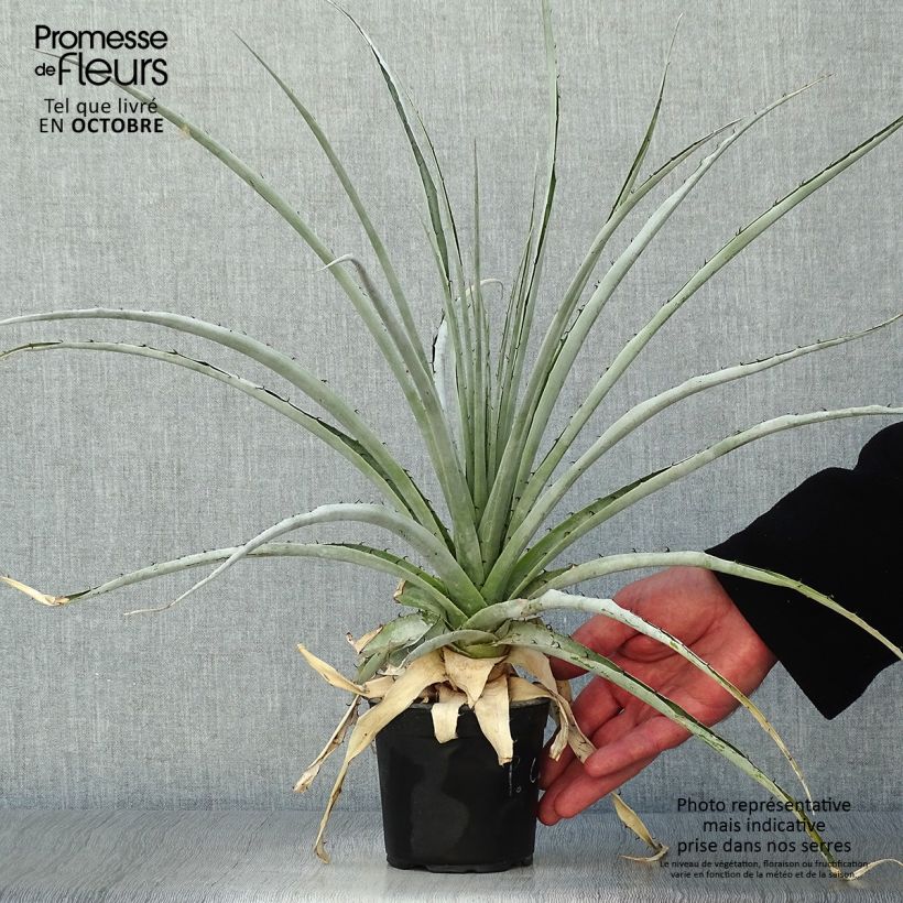 Puya castellanosii 12cm pot sample as delivered in autumn