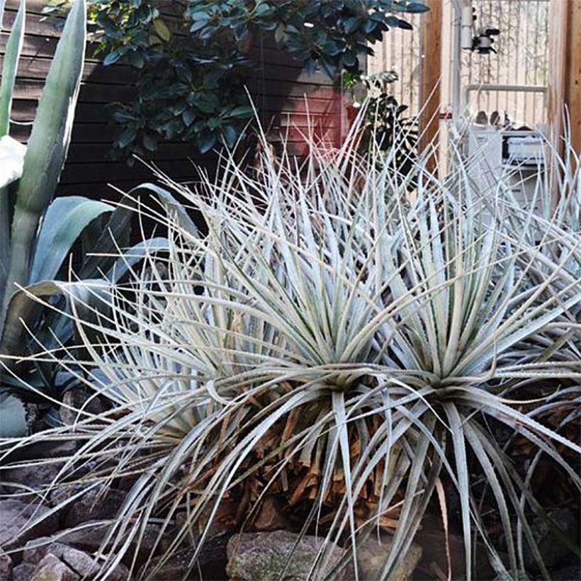 Puya harmsii (Plant habit)