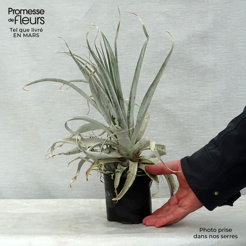 Puya harmsii 12cm pot sample as delivered in spring