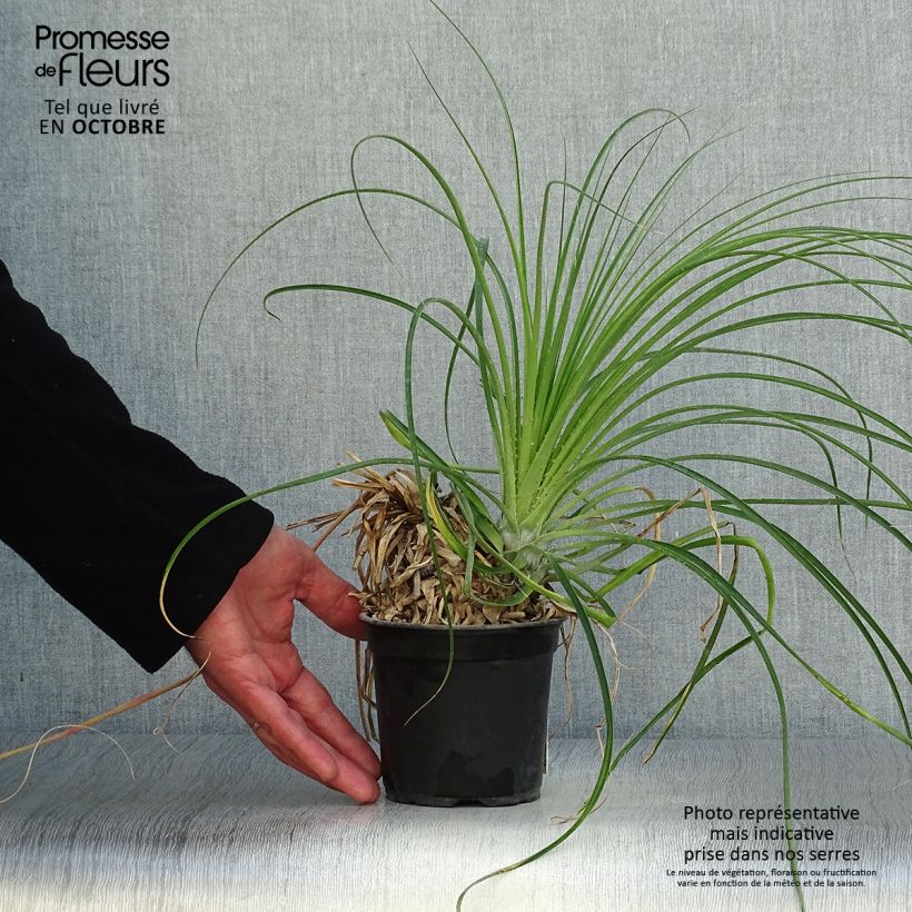 Purple Calabash Organic Tomato - Ferme de Sainte Marthe seeds 12cm pot sample as delivered in autumn