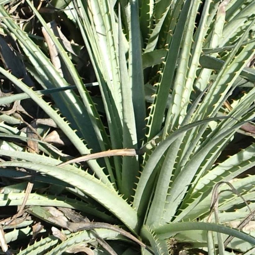 Puya venusta (Foliage)