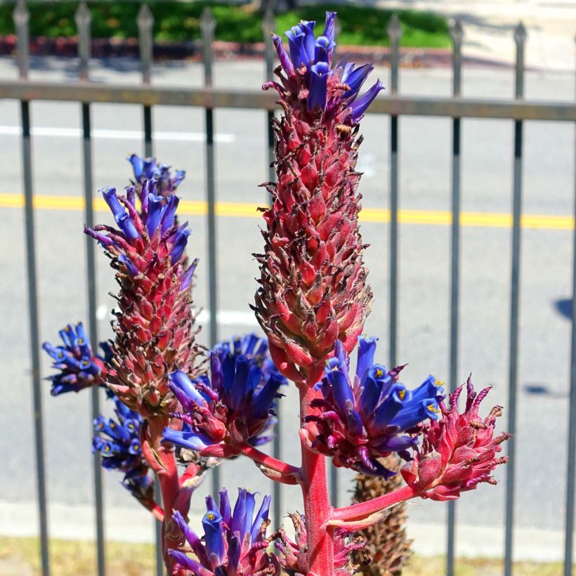 Puya venusta (Flowering)