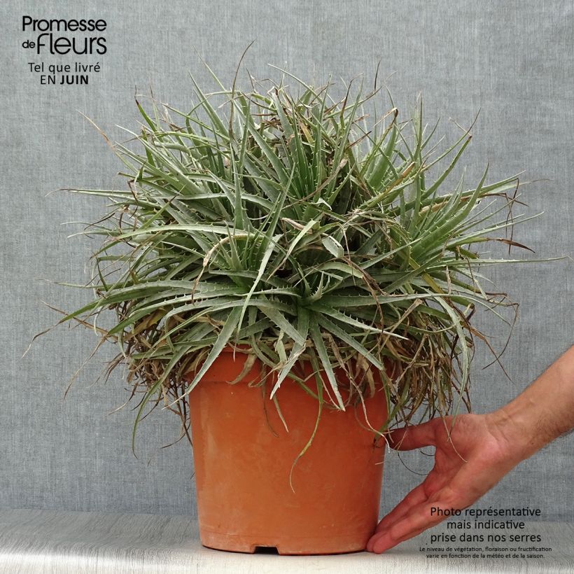 Puya venusta 7.5L/10L pot sample as delivered in summer