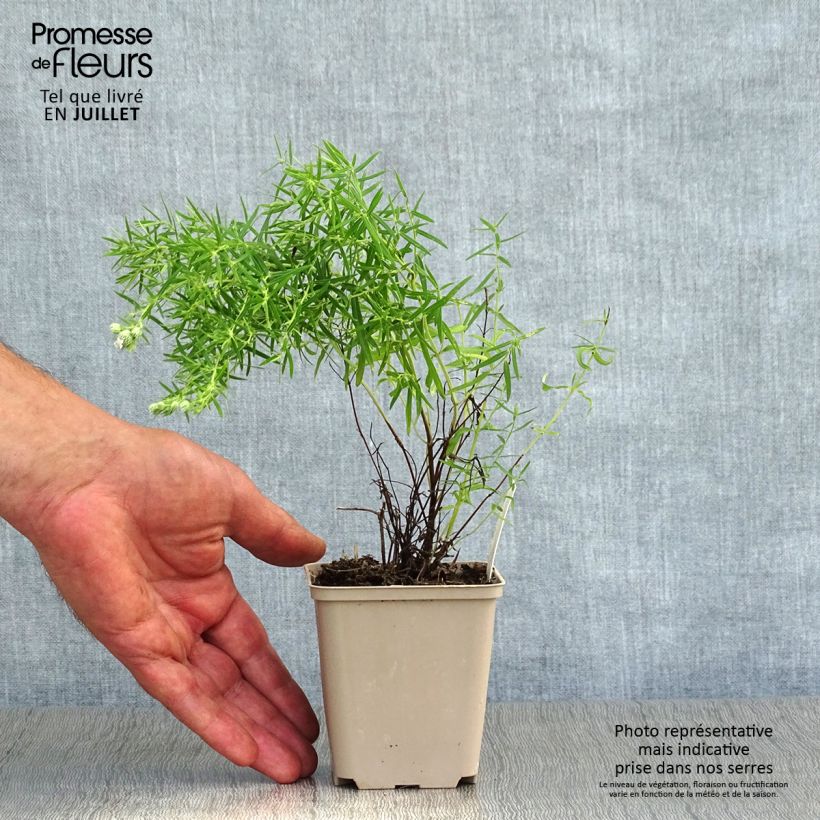 Pycnanthemum flexuosum - Mountain Mint 8/9 cm pot sample as delivered in summer