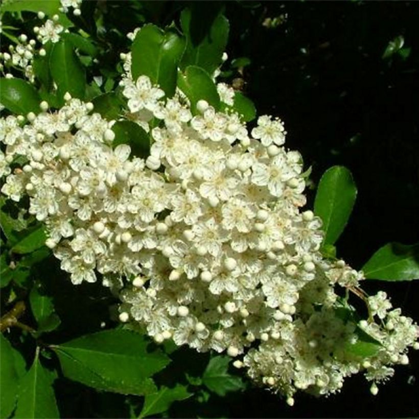 Pyracantha Golden Charmer (Flowering)