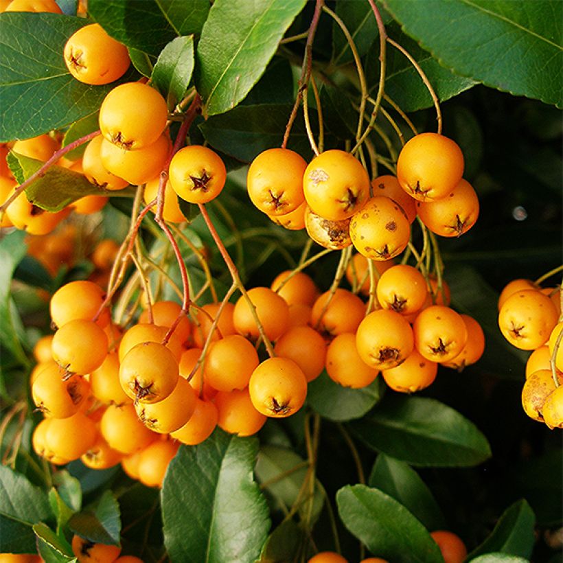 Pyracantha Golden Charmer (Harvest)