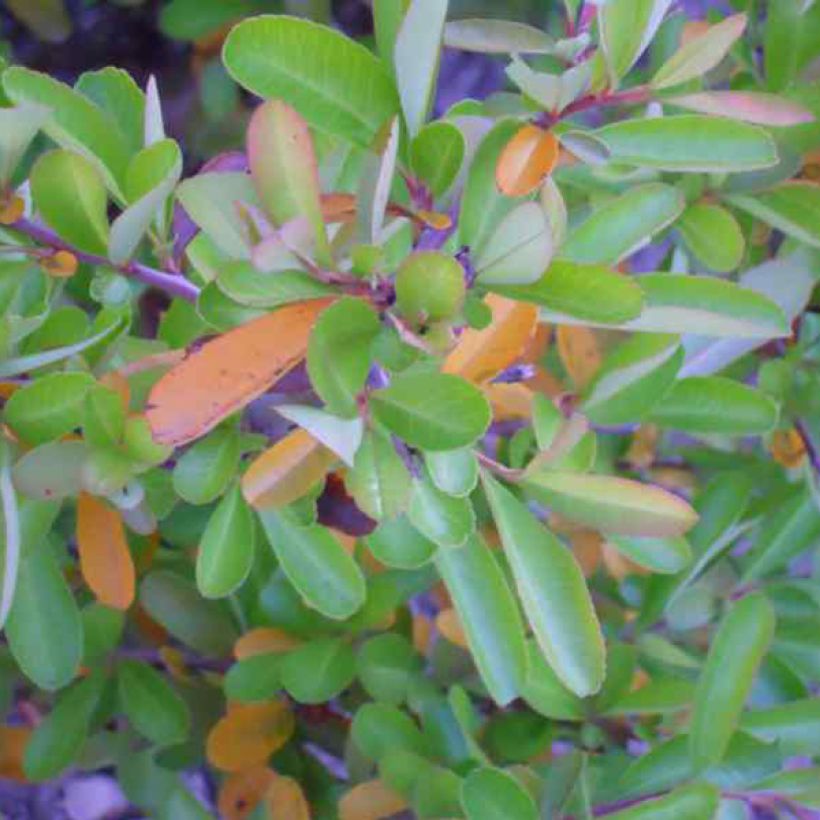 Pyracantha Orange Glow (Foliage)