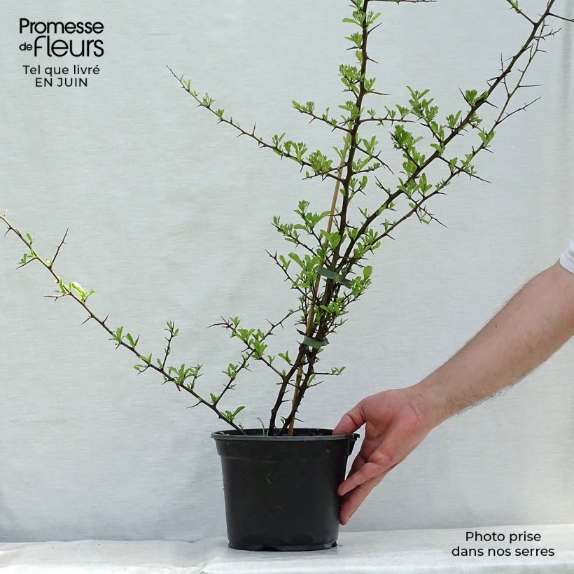 Pyracantha Orange Glow 2L/3L pot sample as delivered in summer
