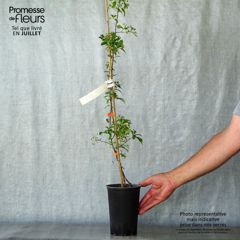Pyracantha SAPHYR Orange - Scarlet Firethorn 2L/3L pot sample as delivered in summer