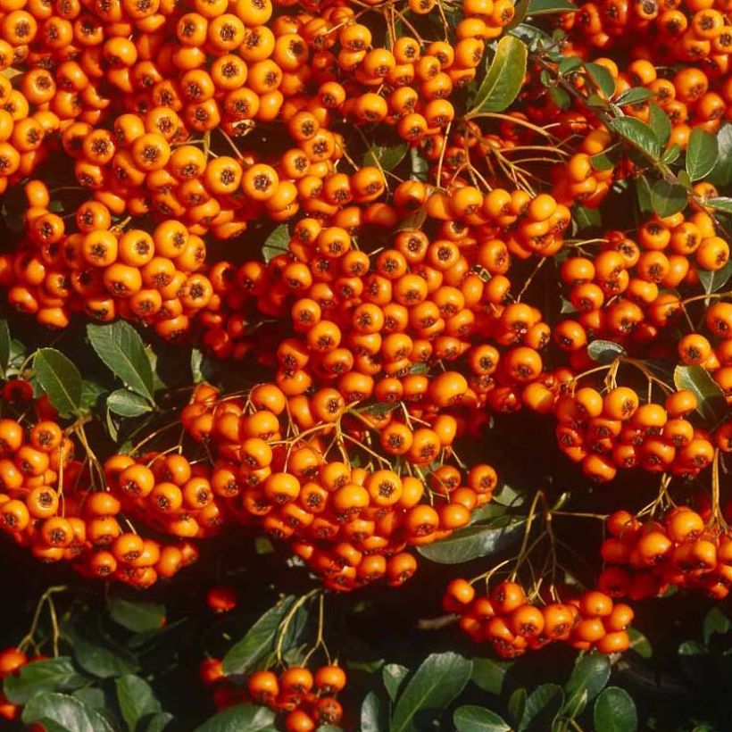 Pyracantha SAPHYR Orange - Scarlet Firethorn (Harvest)