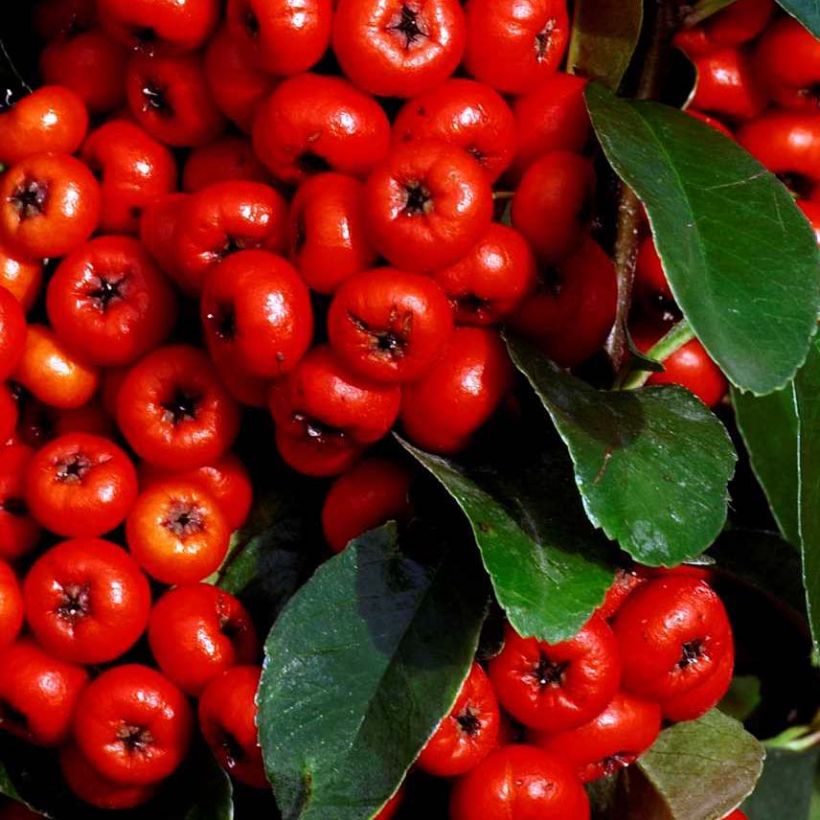 Pyracantha coccinea SAPHYR ROUGE - Scarlet Firethorn (Foliage)