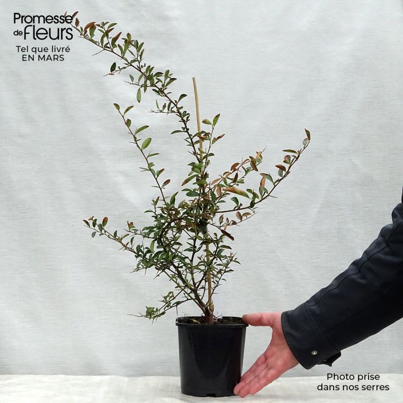 Pyracantha Soleil d'or sample as delivered in spring