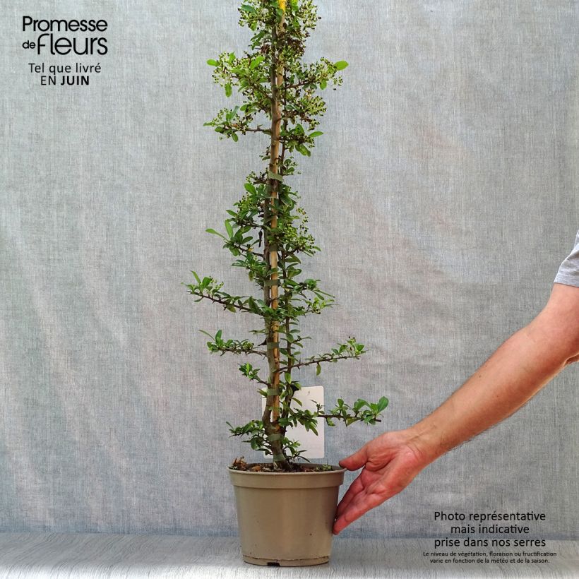 Pyracantha Soleil d'or 2L/3L pot sample as delivered in summer