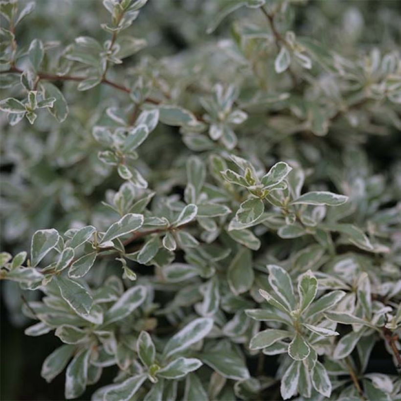 Pyracantha palustris Sparkler (Foliage)