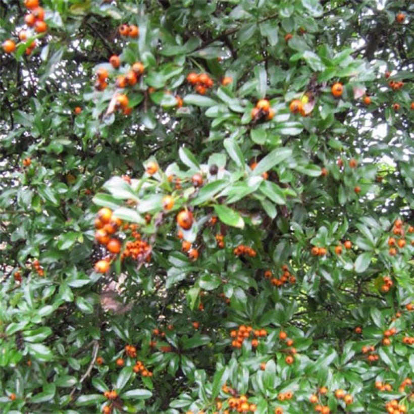 Pyracantha x coccinea Teton (Plant habit)