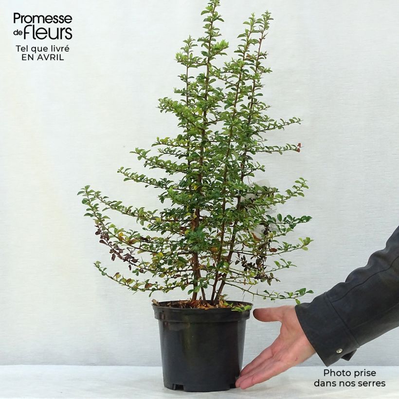 Pyracantha x coccinea Teton sample as delivered in spring