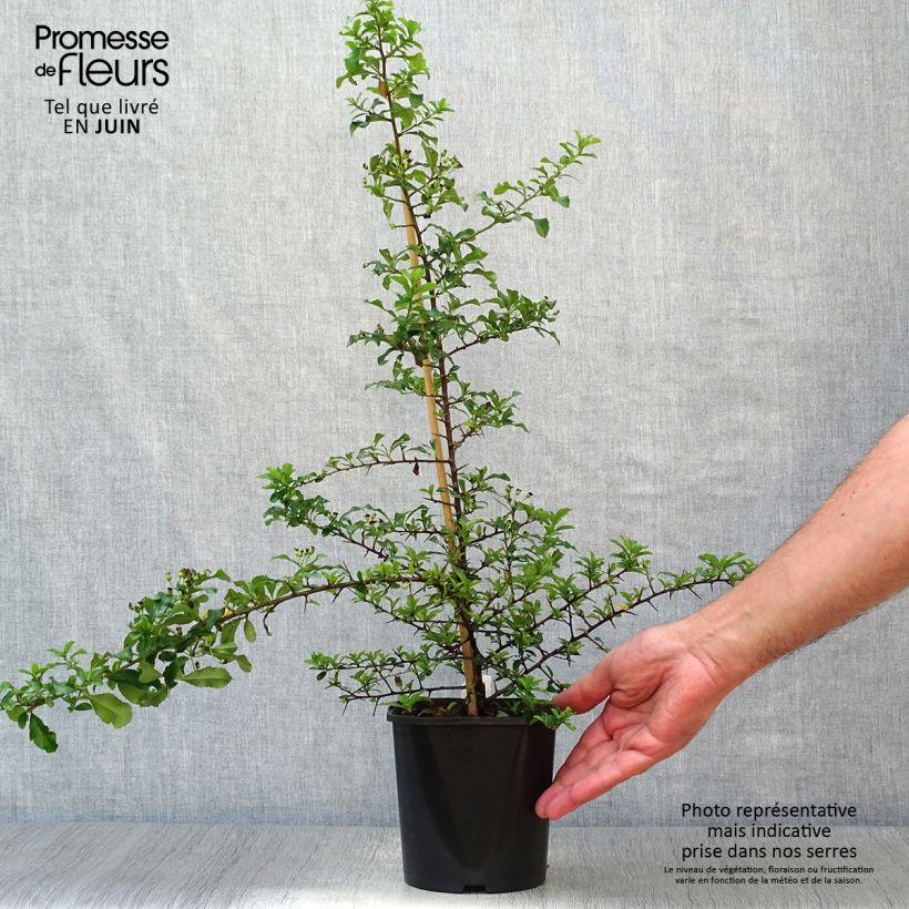 Pyracantha x coccinea Teton 2L/3L pot sample as delivered in summer
